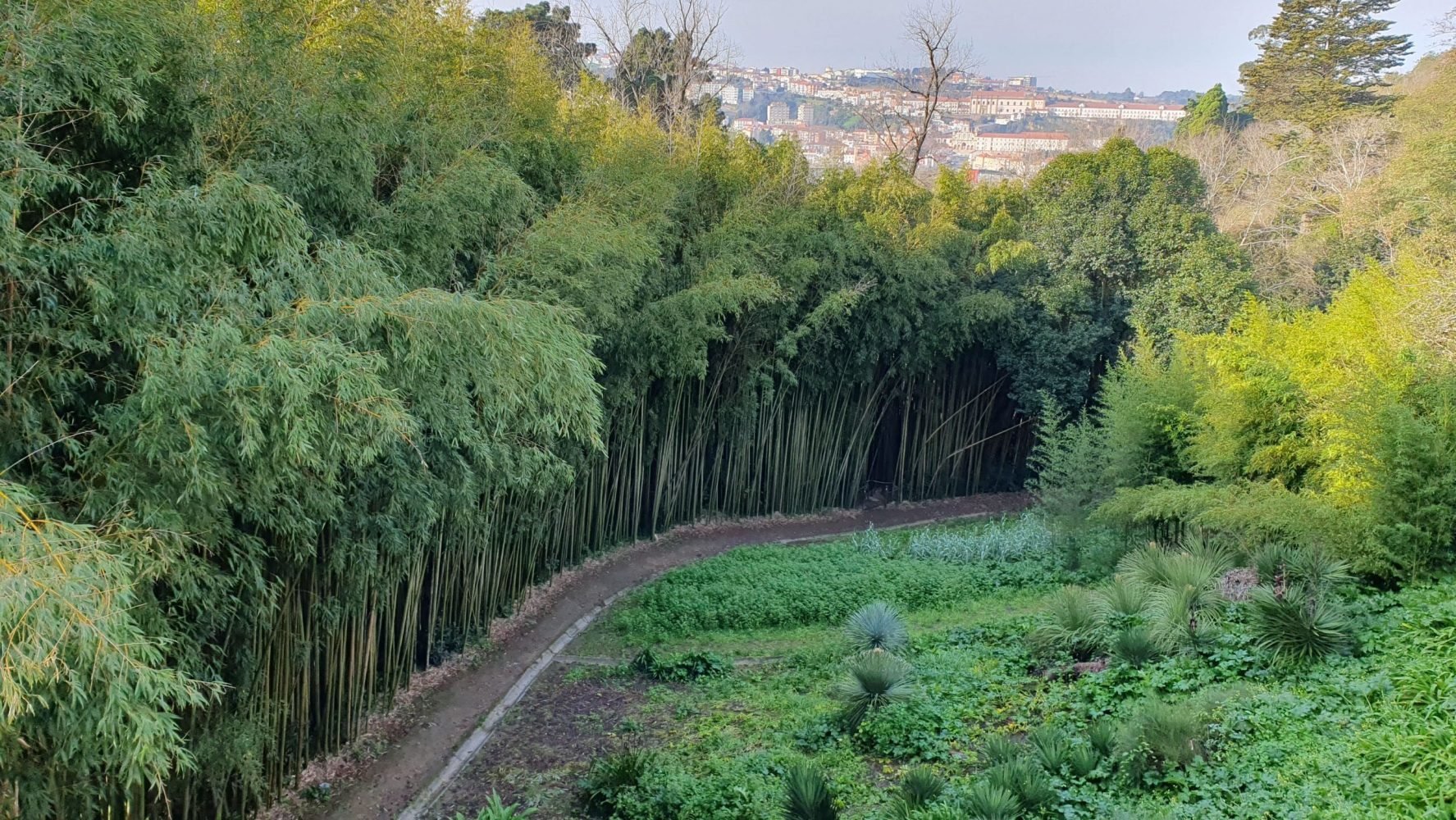 🌲 쇼팔 국유림 (마타 나시오날 두 쇼팔)